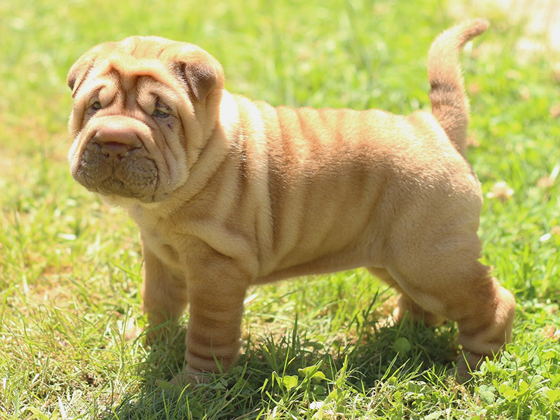 shar-pei