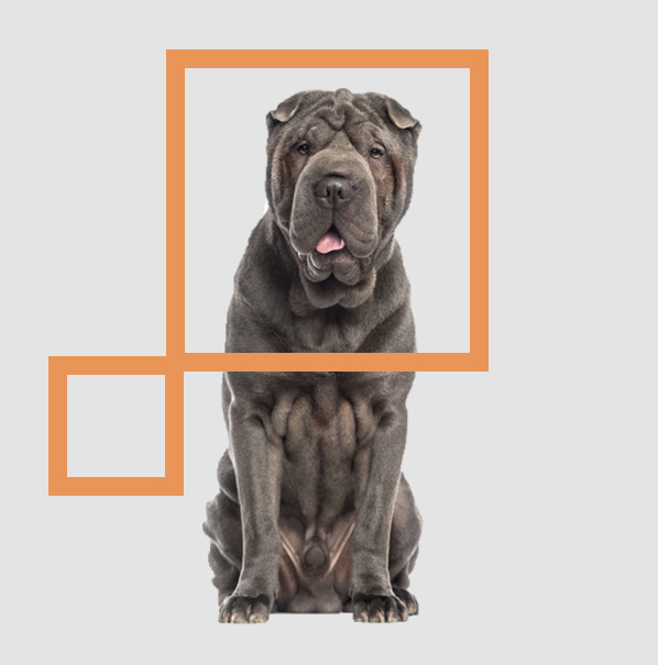 un Shar Pei chinois