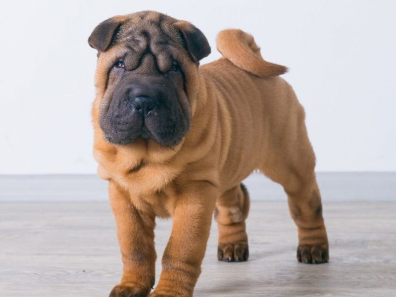 shar-pei