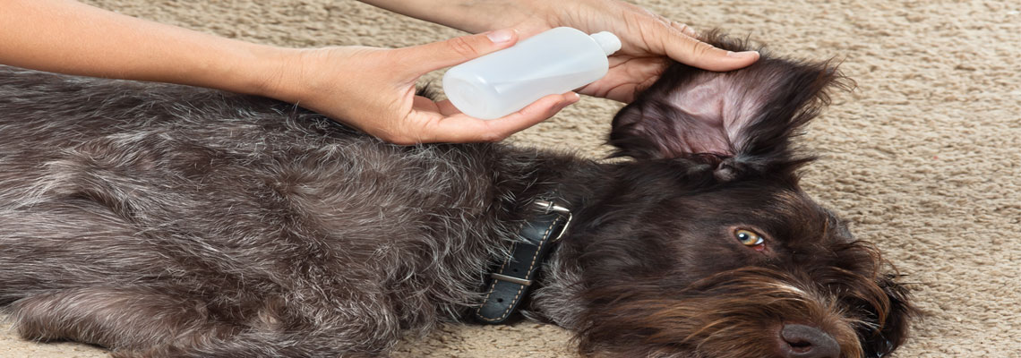 Lotion auriculaire pour chien